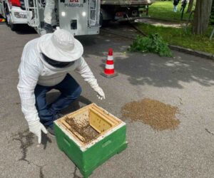 Swarm Of Bees Huddles On Dortmund Road