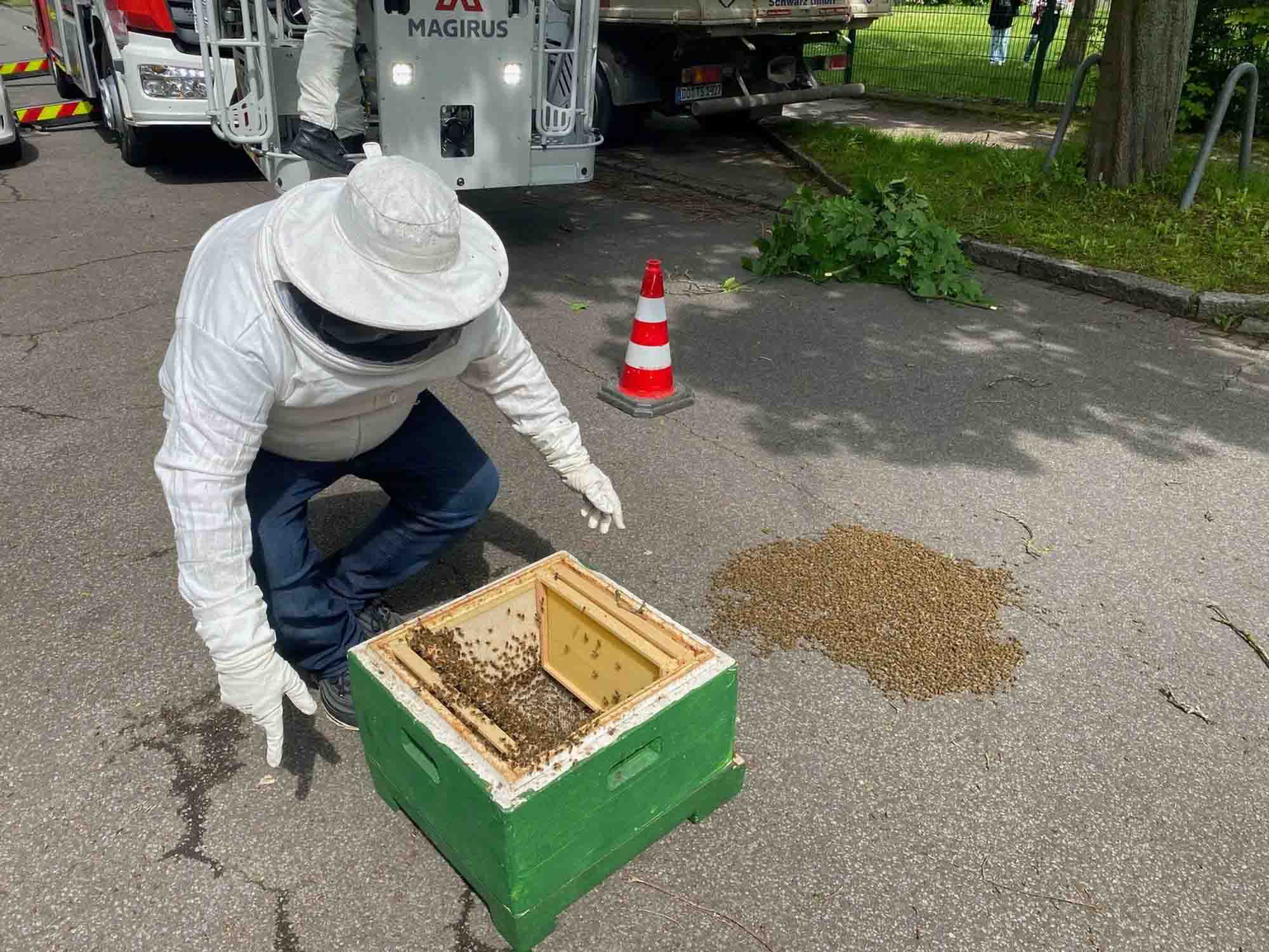 Swarm Of Bees Huddles On Dortmund Road