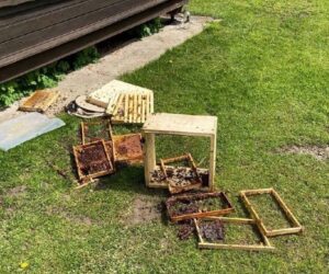 Bears Suspected Of Looting Hives In Southern Austria