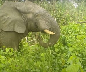 Innovative Device Keeps Elephants Away By Making Bee Sounds