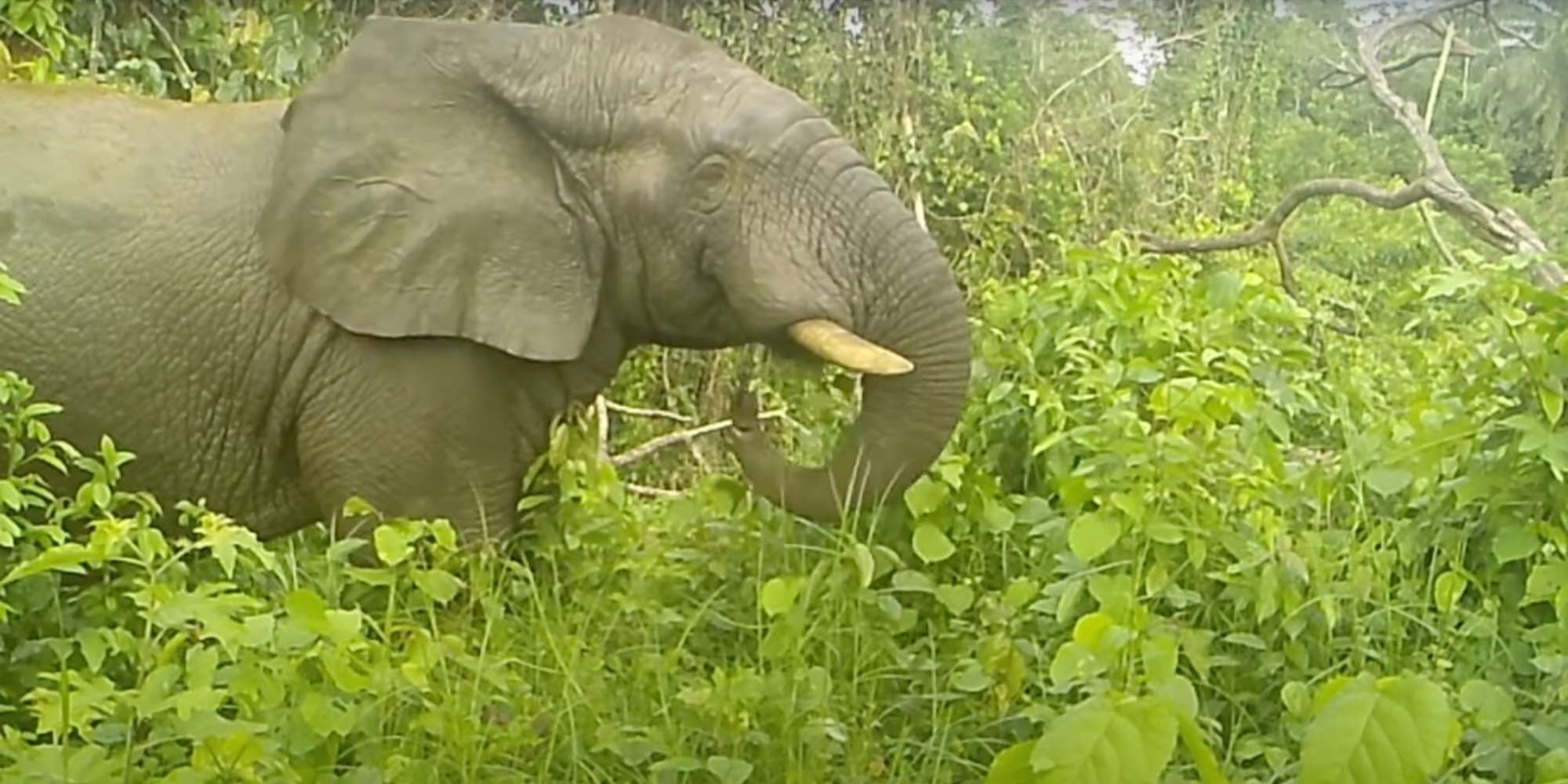 Innovative Device Keeps Elephants Away By Making…