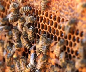 California Tops US Beekeeping Study