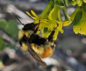 Forest Study Shows Human Action Not The Only Cause Of Bee Population Loss