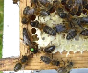 Varroa And Monoculture ‘Reduce Honey Yield By 75 Per Cent’