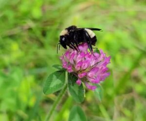 Demise Of Pollinators ‘Could Leave Us With Less Food’