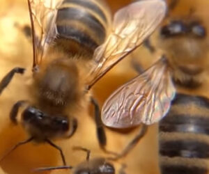 Beekeeping Boom Among Young People In Germany