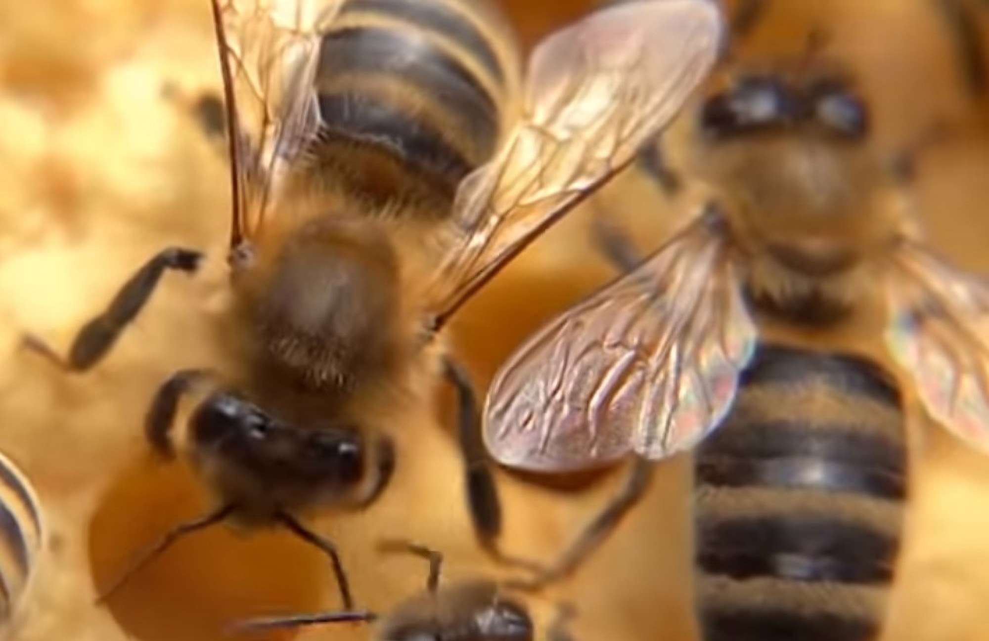 Beekeeping Boom Among Young People In Germany