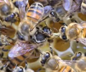 Honeybee Nests Are Highly Resilient, Study Shows