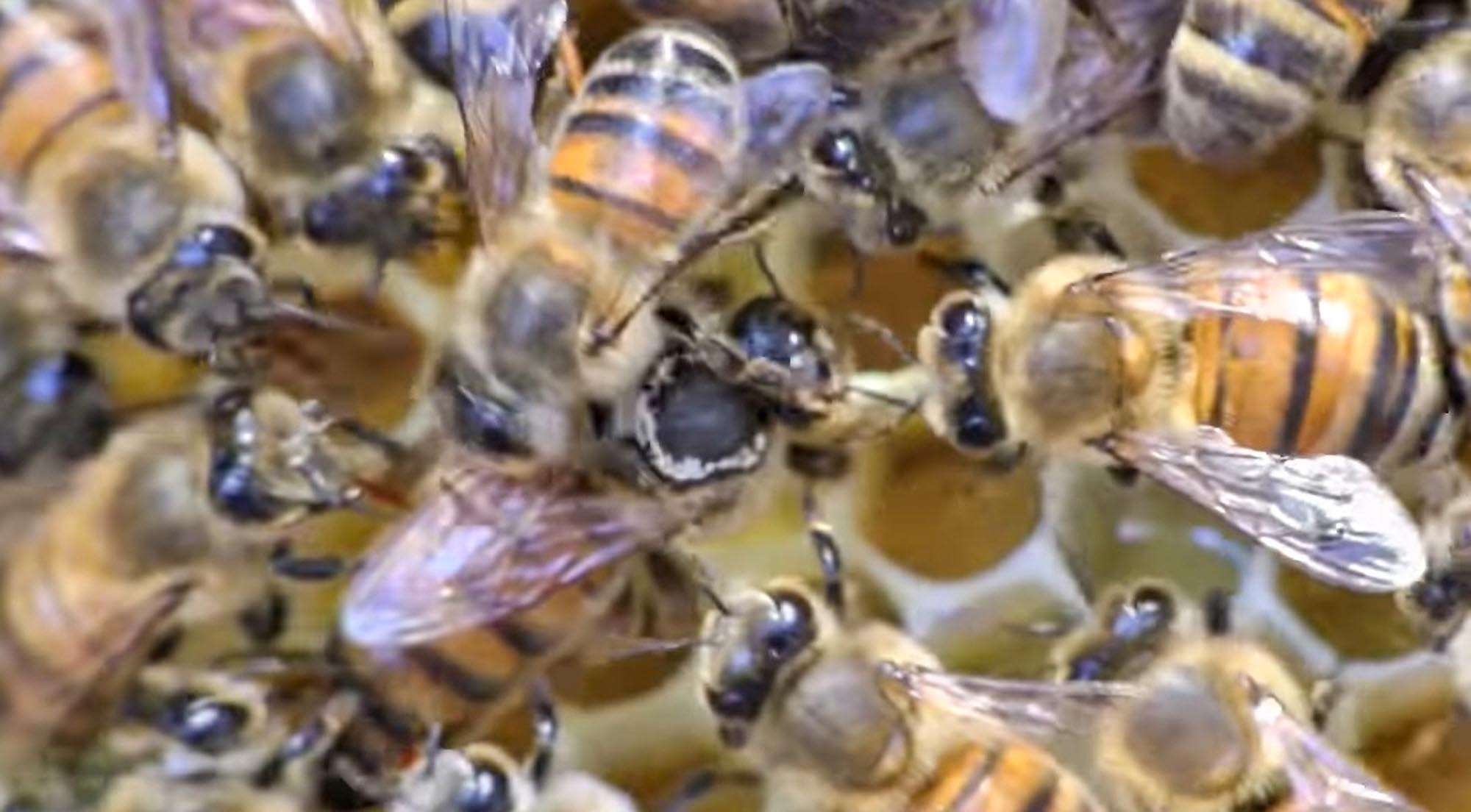 Honeybee Nests Are Highly Resilient, Study Shows