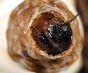 Bees Boost Soybean Harvest, Says Wisconsin Apiarist