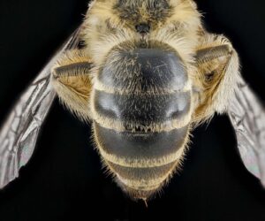 North American Bee Species Ferments Food In Bacteria Cells