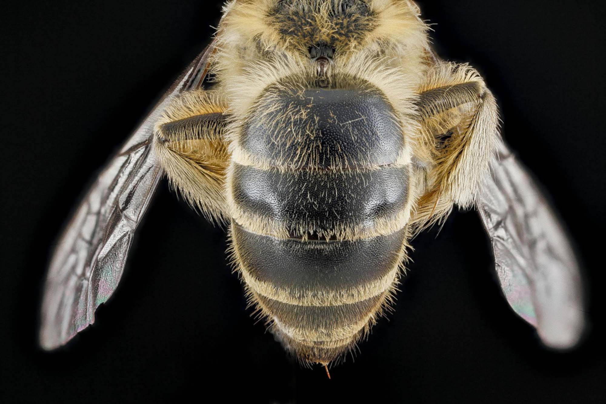 North American Bee Species Ferments Food In…