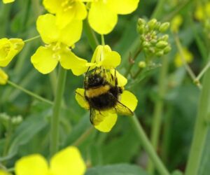 Global Warming Puts Bumblebee Queens Under Pressure