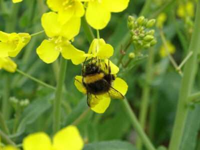 Read more about the article Global Warming Puts Bumblebee Queens Under Pressure