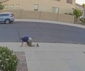 Arizona Man In Wheelchair Survives Bee Attack