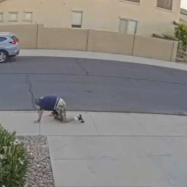 Arizona Man In Wheelchair Survives Bee Attack