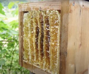 Road Maintenance Staff Install Apiary After Finding Swarm