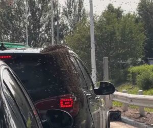 Thousands Of Bees Swarm Toll Station After Accident Of Truck Carrying Hives