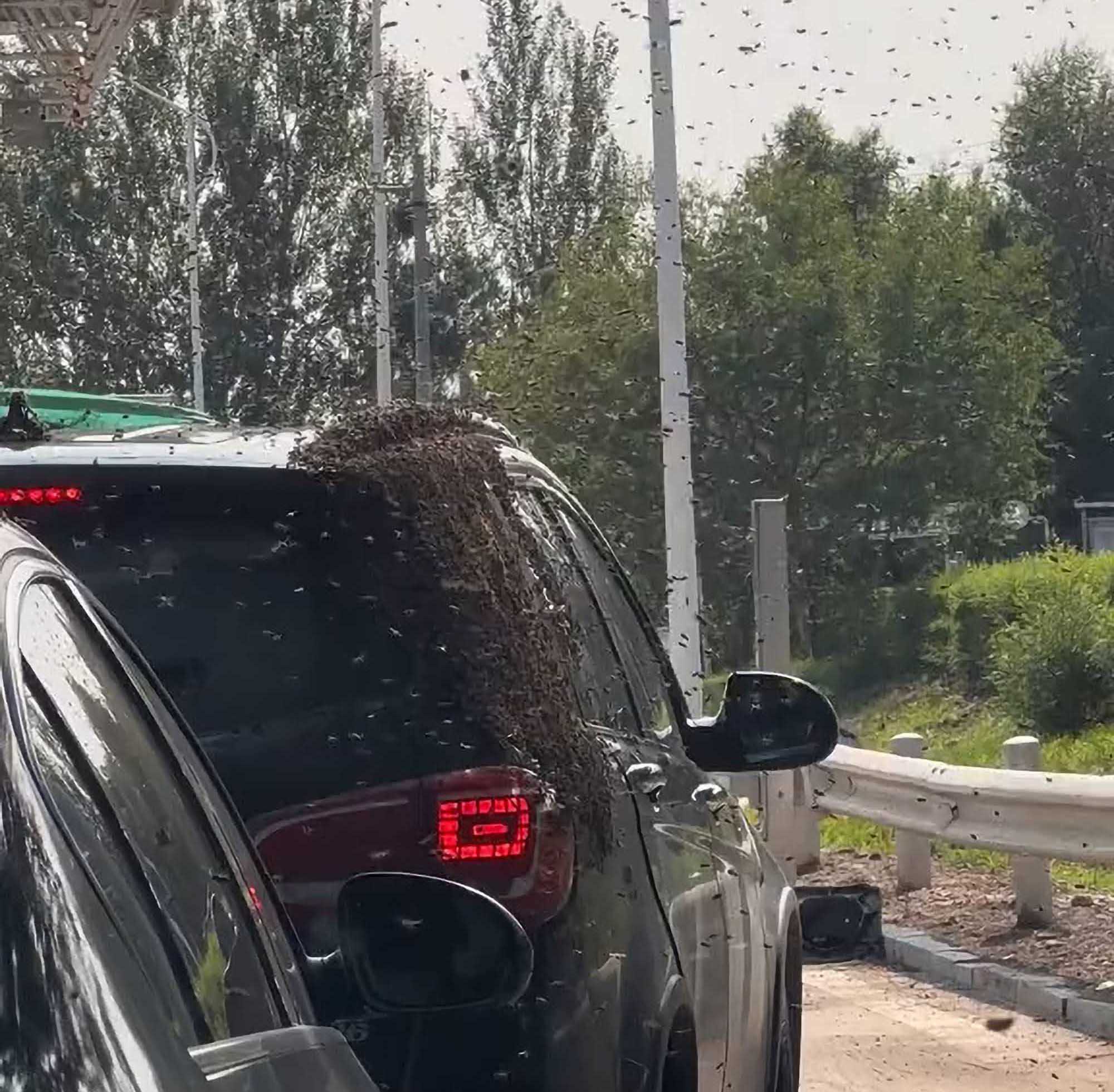 Thousands Of Bees Swarm Toll Station After…