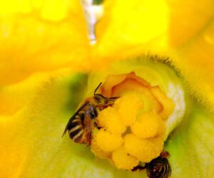 Americans’ Love For Pumpkins Boosts Wild Bee Population