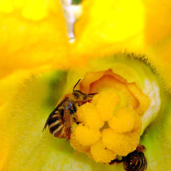 Americans’ Love For Pumpkins Boosts Wild Bee Population