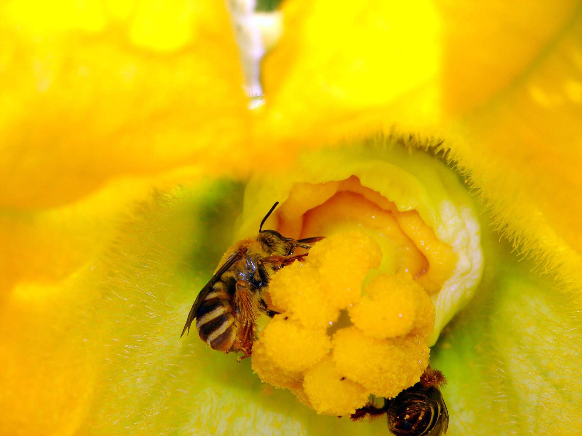 Americans’ Love For Pumpkins Boosts Wild Bee…