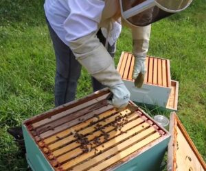 Women ‘Have Great Sense For Beekeeping’
