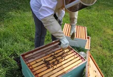 Read more about the article Women ‘Have Great Sense For Beekeeping’