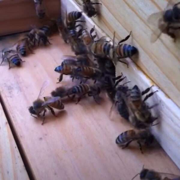 Beekeeping Boom In Hanover