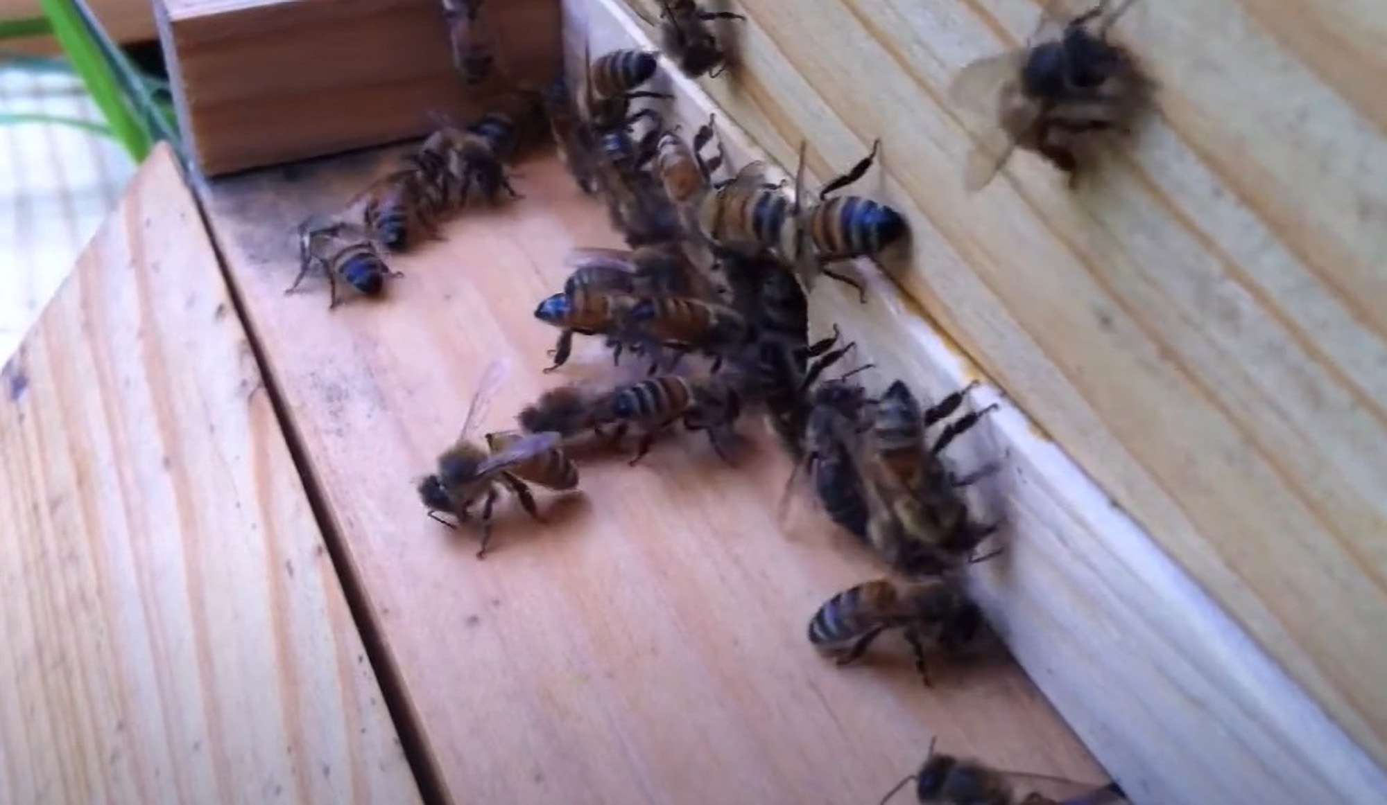 Beekeeping Boom In Hanover