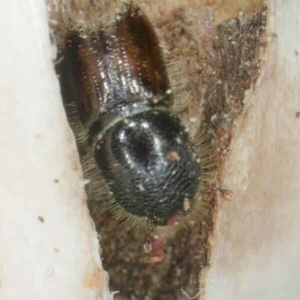Apiarists Affected By Bark Beetle Urged To Consider Hive Location Change