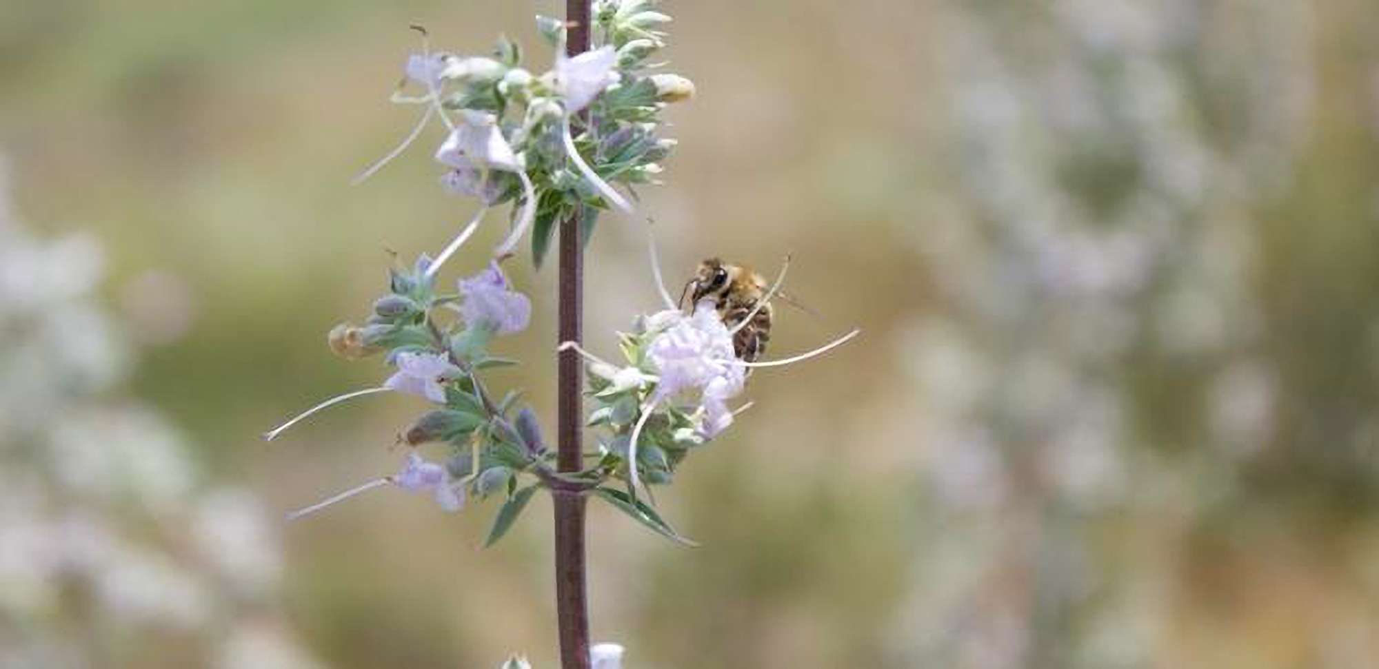 Honeybees’ Flower Preferences Could Lead To More…
