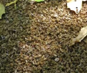 Farmer’s Aerial Fipronil Usage Kills 100 Million Bees