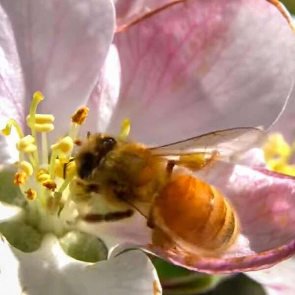Strong Rise Of Wild Bee Diversity In Botanic Garden Despite Lots Of…