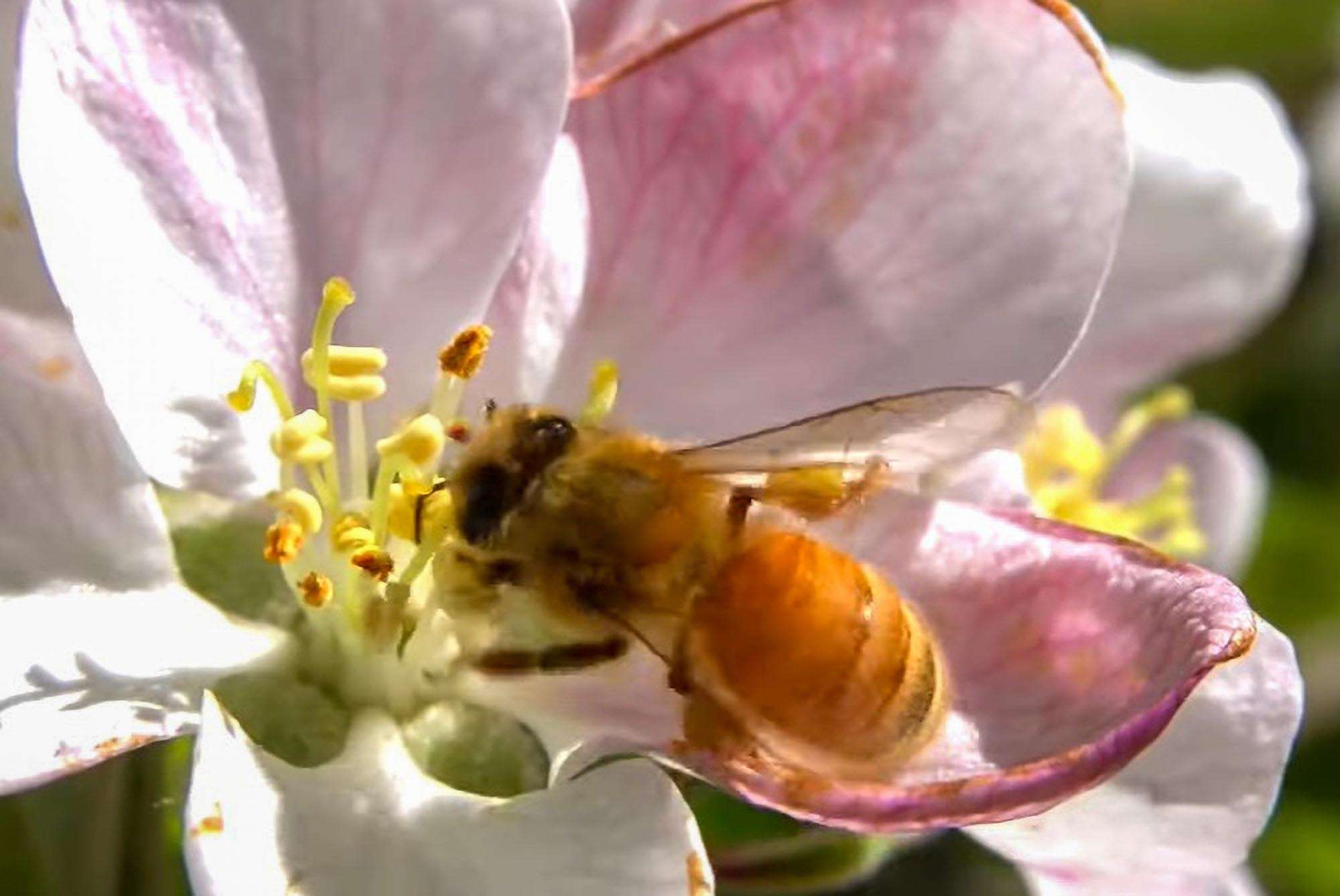 Food Banks Receive Honey Harvested At US…