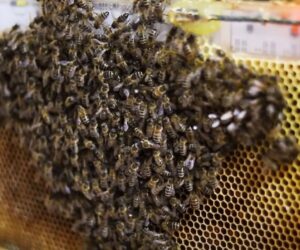 Heated Hives With Warning Sensors May Help Avert Winter Losses