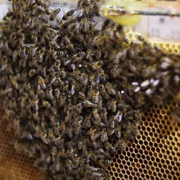 Heated Hives With Warning Sensors May Help Avert Winter Losses