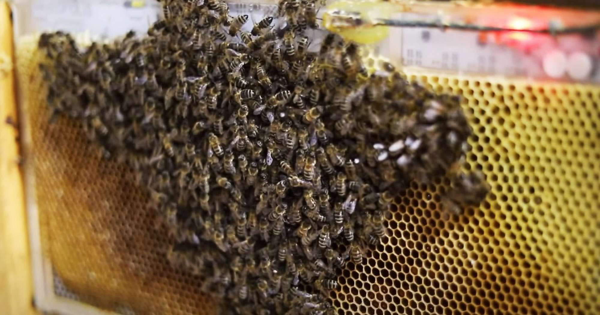 Heated Hives With Warning Sensors May Help…