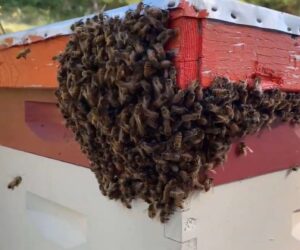 Beekeeping Unites Young And Old, Says West Virginia Apiarist