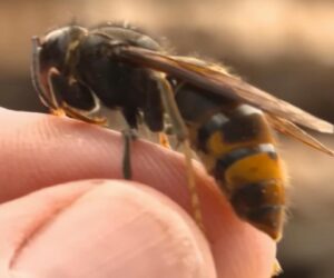 First Asian Hornet Appearance In Berlin Increases Concerns