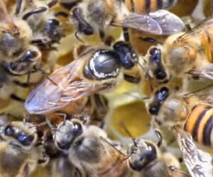 Climate Change Enforces Bee Migration With ‘Catastrophic’ Consequences
