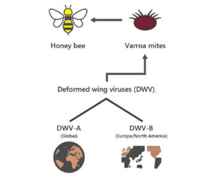 Deformed Wing Virus ‘First Emerged In Asia Not Europe’