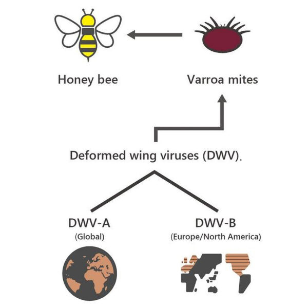 Deformed Wing Virus ‘First Emerged In Asia Not Europe’