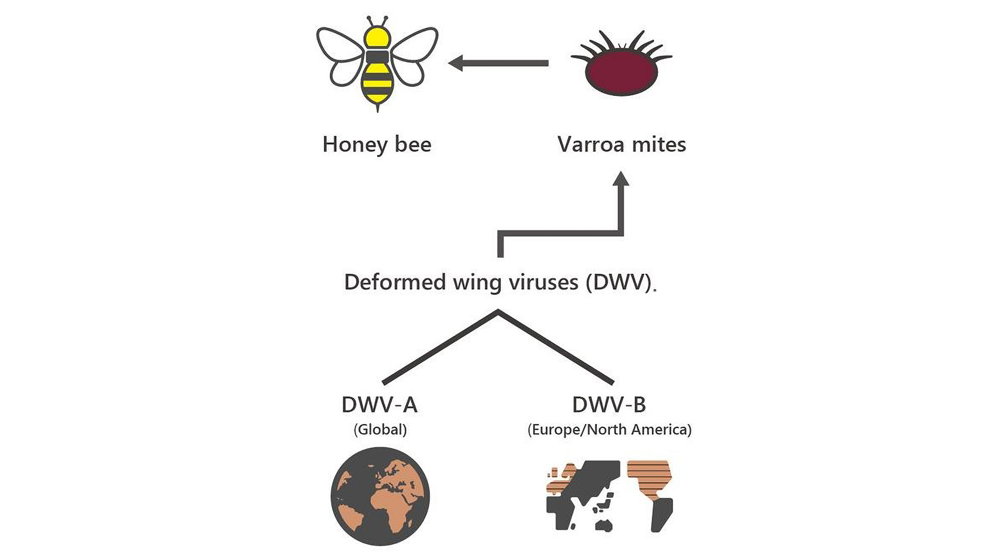 Deformed Wing Virus ‘First Emerged In Asia…