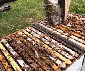 Esteemed Apiarist Explains How To Ensure Robust Colonies In Winter