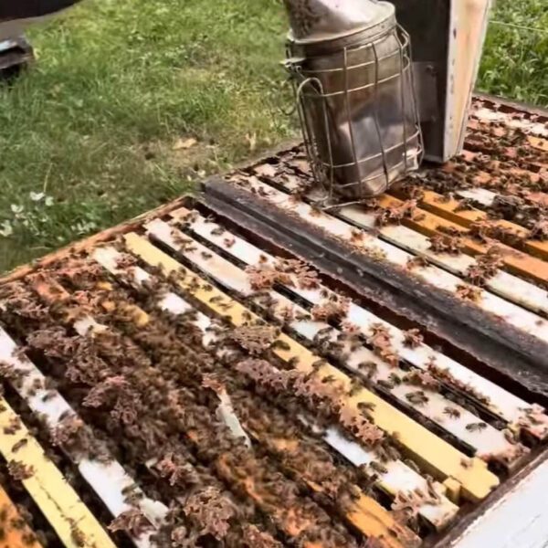 Only Elderly Bees Leave The Hive To Pollinate, Swiss Expert Reveals