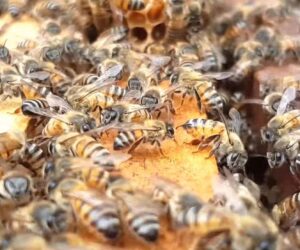 Losing A Colony Is Heartbreaking, Says Canadian Beekeeper