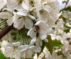 Mason Bee Pollination Boosts Cherry Harvest, Study Confirms