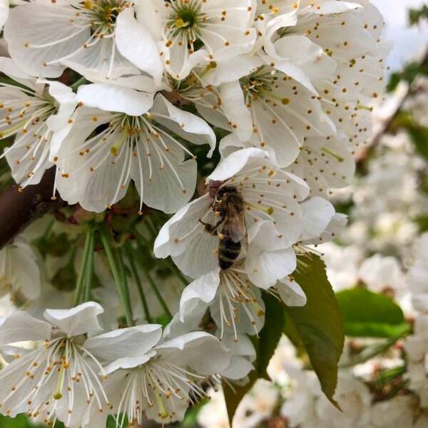 Mason Bee Pollination Boosts Cherry Harvest, Study Confirms