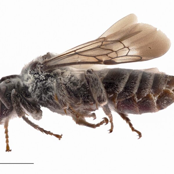 Summer School Student Finds Bee Species Not Seen In The Area In…